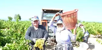 Denizli'nin Üzüm Üretim Merkezi Bekilli'de Hasat Başladı