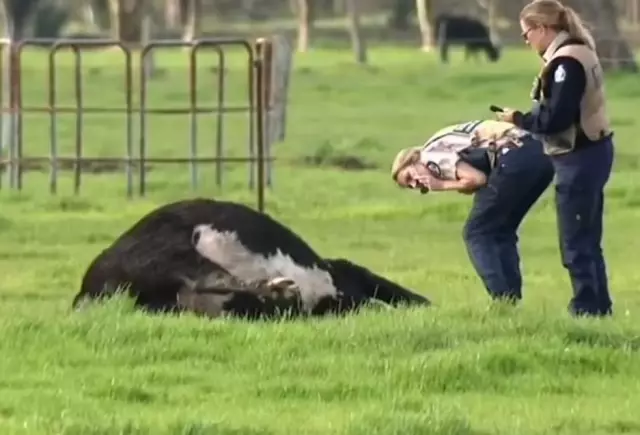 25 cows mysteriously died in a pasture area in Australia.