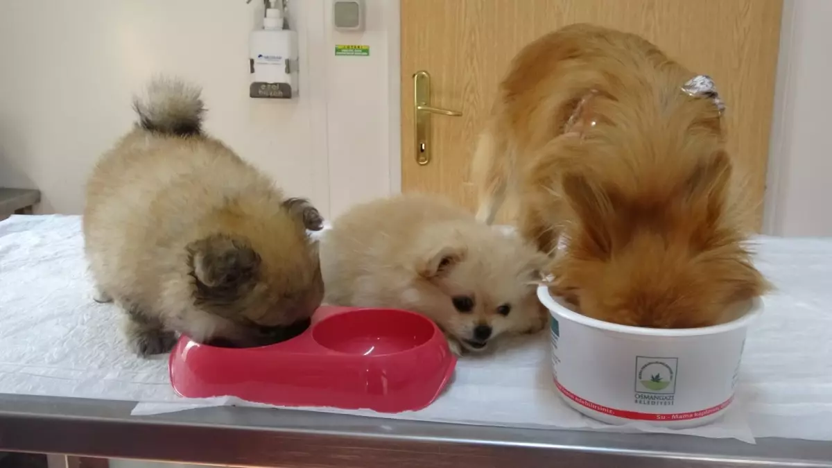 Bursa'da 4 köpeğe işkence yapan kadının görüntüleri sosyal medyada paylaşıldı