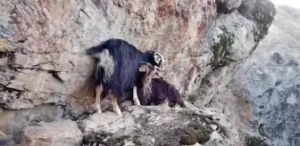 Muş Kızılağaç Kanyonu'ndaki 4 Keçi Kurtarılmayı Bekliyor