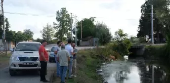 Terme'de Su Kanalında Balık Ölümleri İncelemeye Alındı