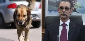 Erdal Beşikçioğlu'ndan skandal karar! Çocuğu ısıran köpeği, yakalandığı yere bırakacak