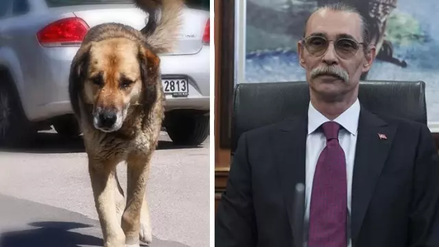 Scandalous decision from Erdal Beşikçioğlu! He will leave the dog that bit his child where it was caught.