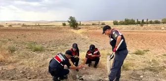 Kırıkkale'de Yaralı Bal Porsuğu Tedavi Altına Alındı