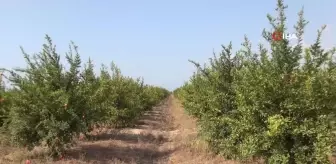 Mersin'de yılın ilk erkenci nar hasadı yapıldı