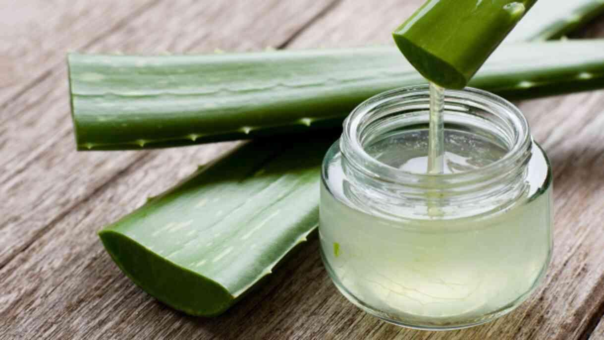 Aloe vera bitkisi evde nerede durmalı, nasıl bakılır? Aloe vera jelinin faydaları neler, nasıl kullanılır? Aloe vera bitkisi evde nerede durmalı, nasıl bakılır? Aloe vera jelinin faydaları neler, nasıl kullanılır?