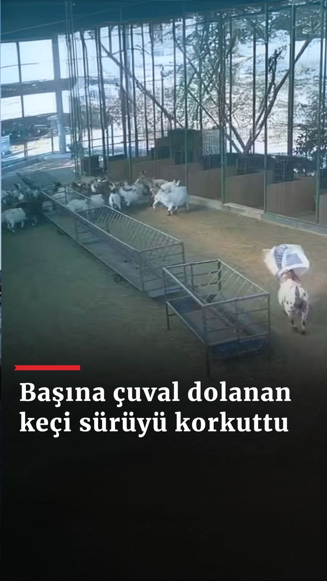 https://foto.haberler.com/haber/2024/08/26/basina-cuval-dolanan-keci-suruyu-korkuttu_9365_o.jpg