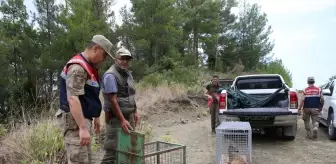 Hatay'da yaralı bulunan karaca ve 2 leylek doğaya bırakıldı