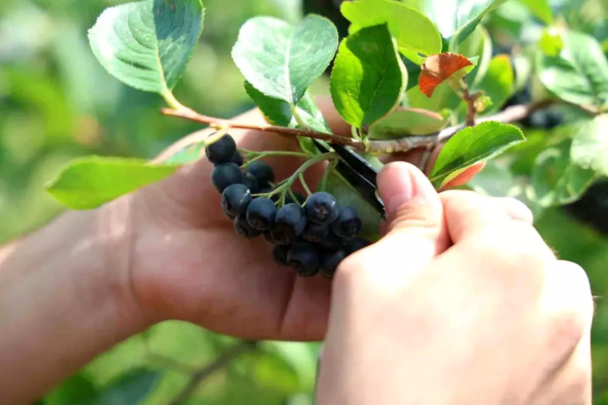 Konya'da Aronya Meyvesi Hasadı Başladı