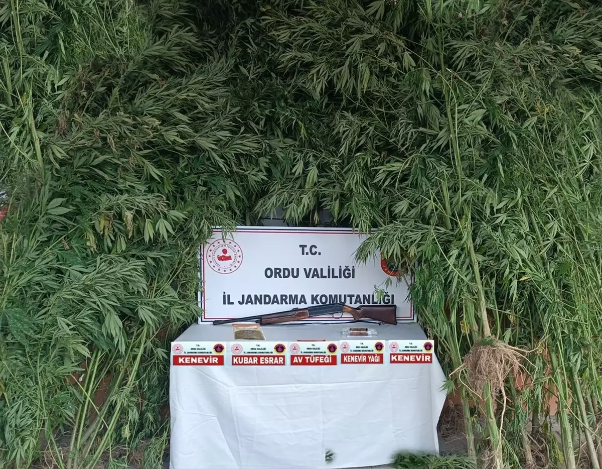 Ordu'da uyuşturucu madde imal ve ticareti yapan şüpheli gözaltına alındı