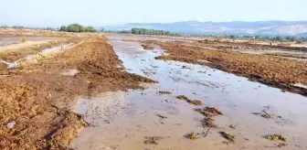 Manisa'da Sel Üzümlere Zarar Verdi