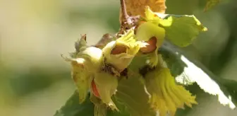 Mudurnu Taşkesti beldesinde fındık hasadı başladı