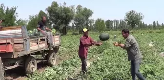 Iğdır'da Karpuz Hasadı Yapıldı