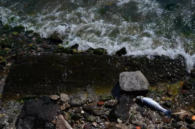 Warning for No Fishing in İzmir Bay