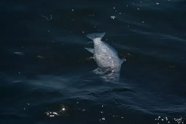 Warning for No Fishing in İzmir Bay