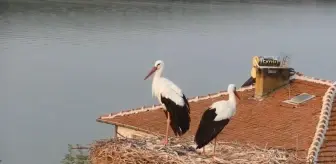 Yaren leylek göç yoluna çıktı