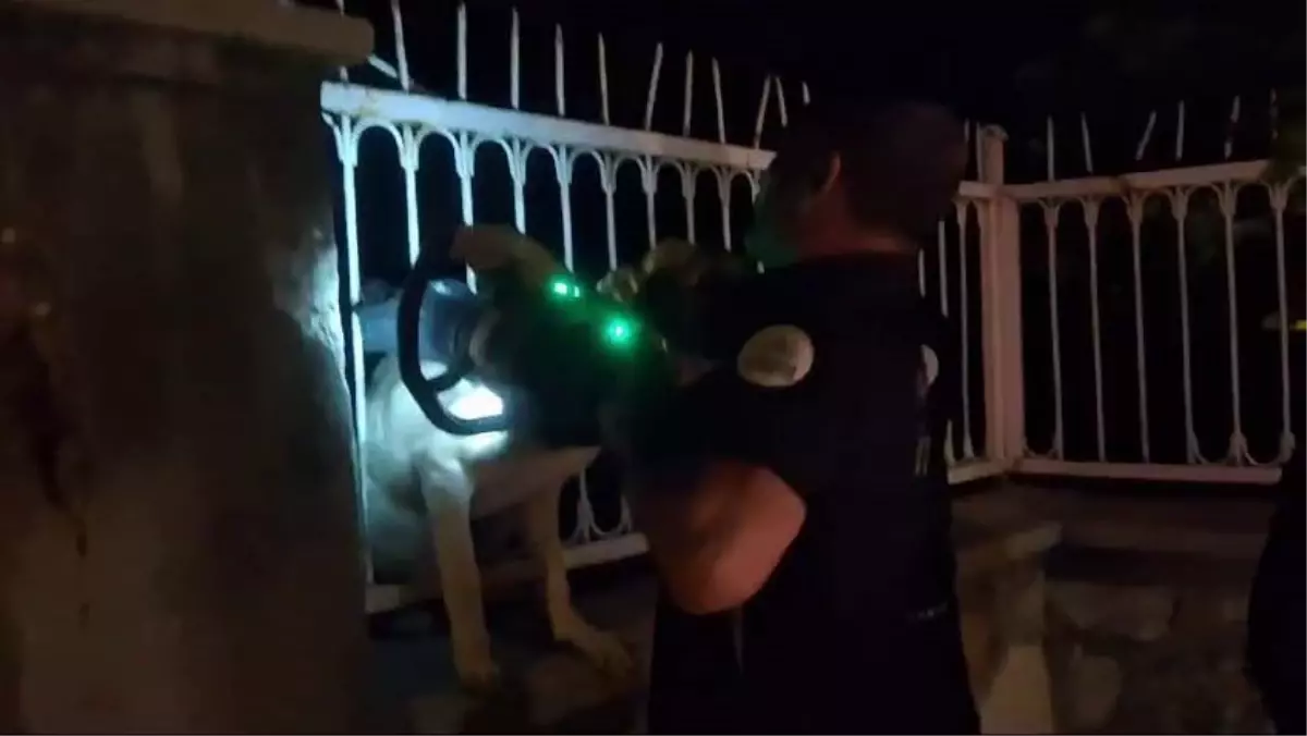 Adıyaman'da Demir Parmaklıklara Sıkışan Köpek Kurtarıldı