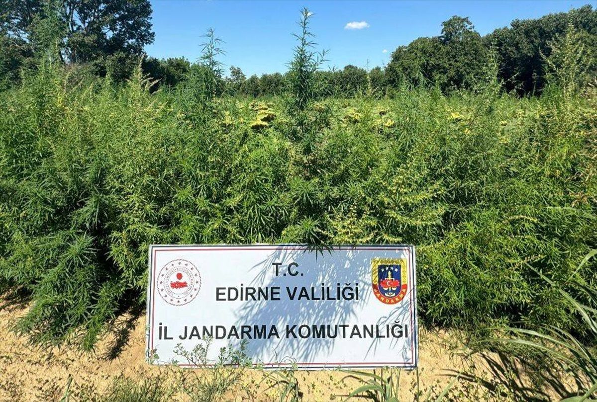 Edirne'de 49 Bin 500 Kök Hint Keneviri Ele Geçirildi