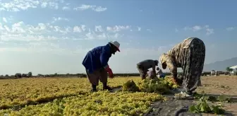 Gediz Nehri Havzası'nda Üzüm Kurutma Mesaisi Başladı