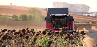 Trakya Bölgesi'nde Geliştirilen Yerli Hibrit Ayçiçeği Tohumu Kuraklığa Karşı Dirençli