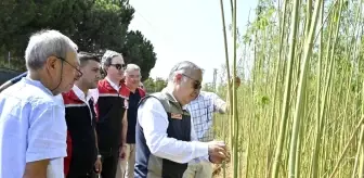 İzmir'de İlk Kez Kenevir Hasadı Yapıldı