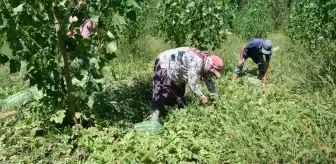 Mersin Mut'ta Sezonun İlk Karpuz Hasadı Yapıldı