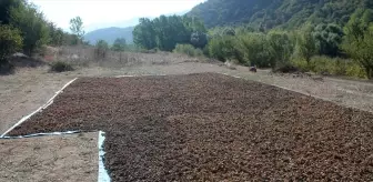 Bolu Mudurnu'da Fındık Hasat Şenliği Düzenlendi