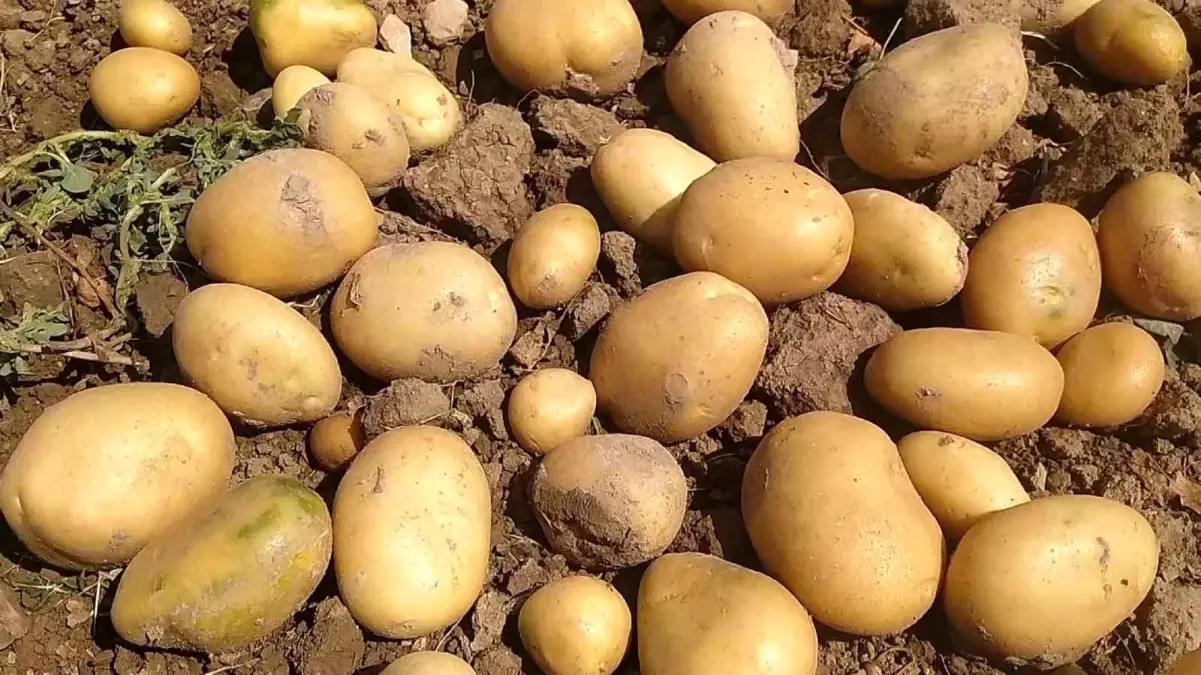 Sivas Türkiye'de Patates Üretiminde 6. Sırada