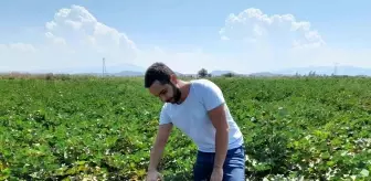 Söke İlçe Tarım ve Orman Müdürlüğü Pamuk Zararlı Kontrollerine Devam Ediyor