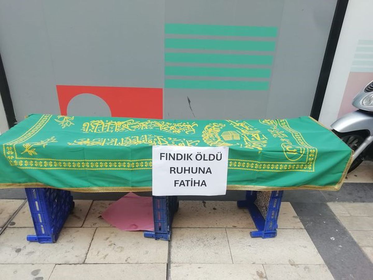 Fındık Üreticisi Kahverengi Kokarcaya Dikkat Çekti