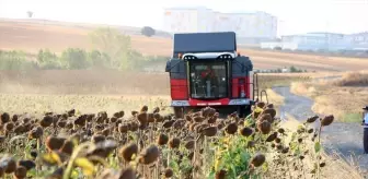 Tekirdağ'da yerli hibrit tohum üretimi ayçiçeği hasadı gerçekleştirildi