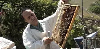 Anzer Balı'nın Sağımları Tamamlandı, Tescillenmek Üzere Tahlile Gönderilecek