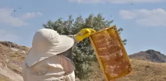 Depremde zarar gören arıcı, 2 sezon sonra ilk hasadını yaptı