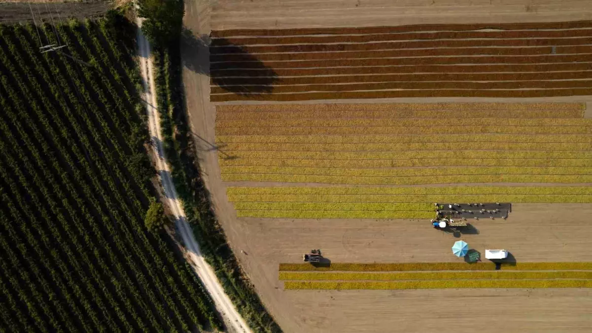 Manisa'da Üzüm Hasadı Devam Ediyor