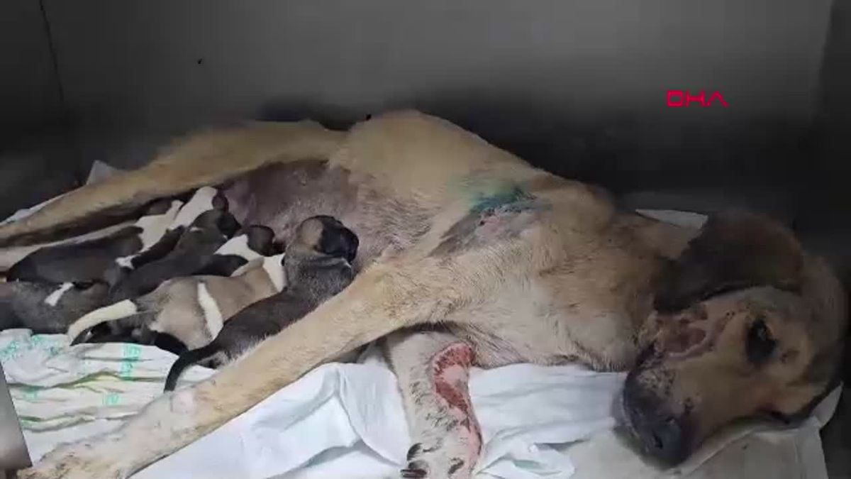 Hamile Köpek Otomobil Çarpması Sonucu 8 Yavru Dünyaya Getirdi
