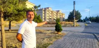 Şarkışla'da aç kurt şehir merkezine indi