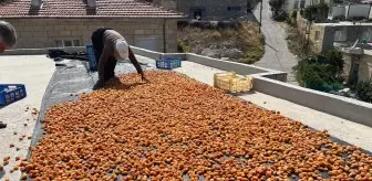 Ürgüp Bahçeli Köyünde Erik Kurutma İşlemi Yapılıyor