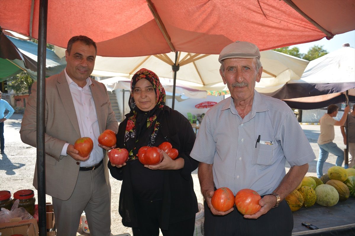 Akıncılar'da Ata Tohumuyla Yetiştirilen Manda Yüreği Domatesinin Hasadı Başladı