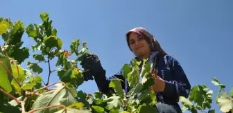 Silifke'de Üzüm Hasadı Yapıldı