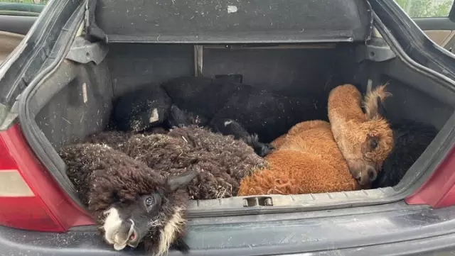 A total of 42 animals from 6 different species were found in the car that arrived in Turkey! There was no shortage of animals inside.