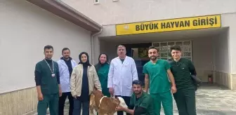 Selçuk Üniversitesi Veteriner Fakültesi Hayvan Hastanesi, Yaşamaz Olarak Değerlendirilen Buzağıları Hayatta Tutuyor