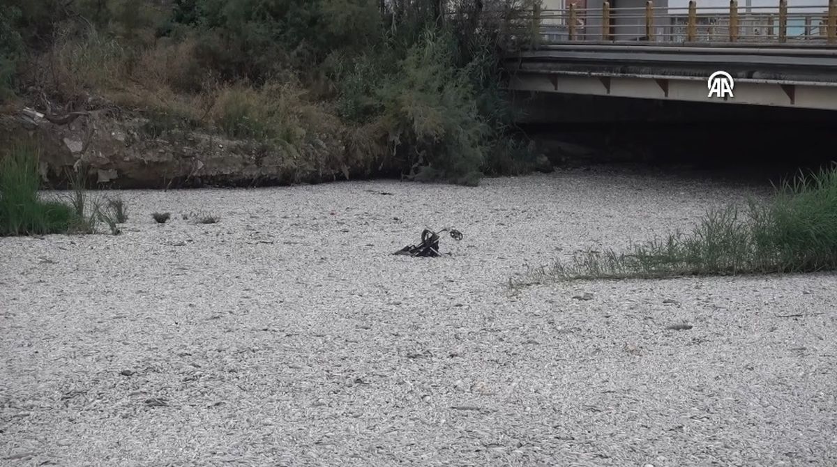Tonlarca ölü balık deniz yüzeyini kapladı, OHAL ilan edildi