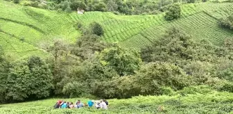 Rize'de çay toplarken uçuruma yuvarlandı, yaralandı