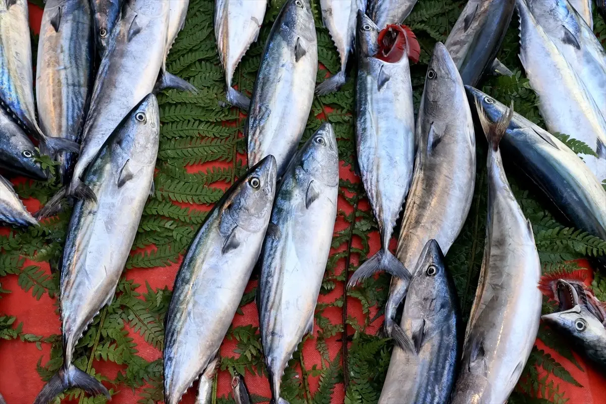 Edirne'de Palamut Sezonu Başladı