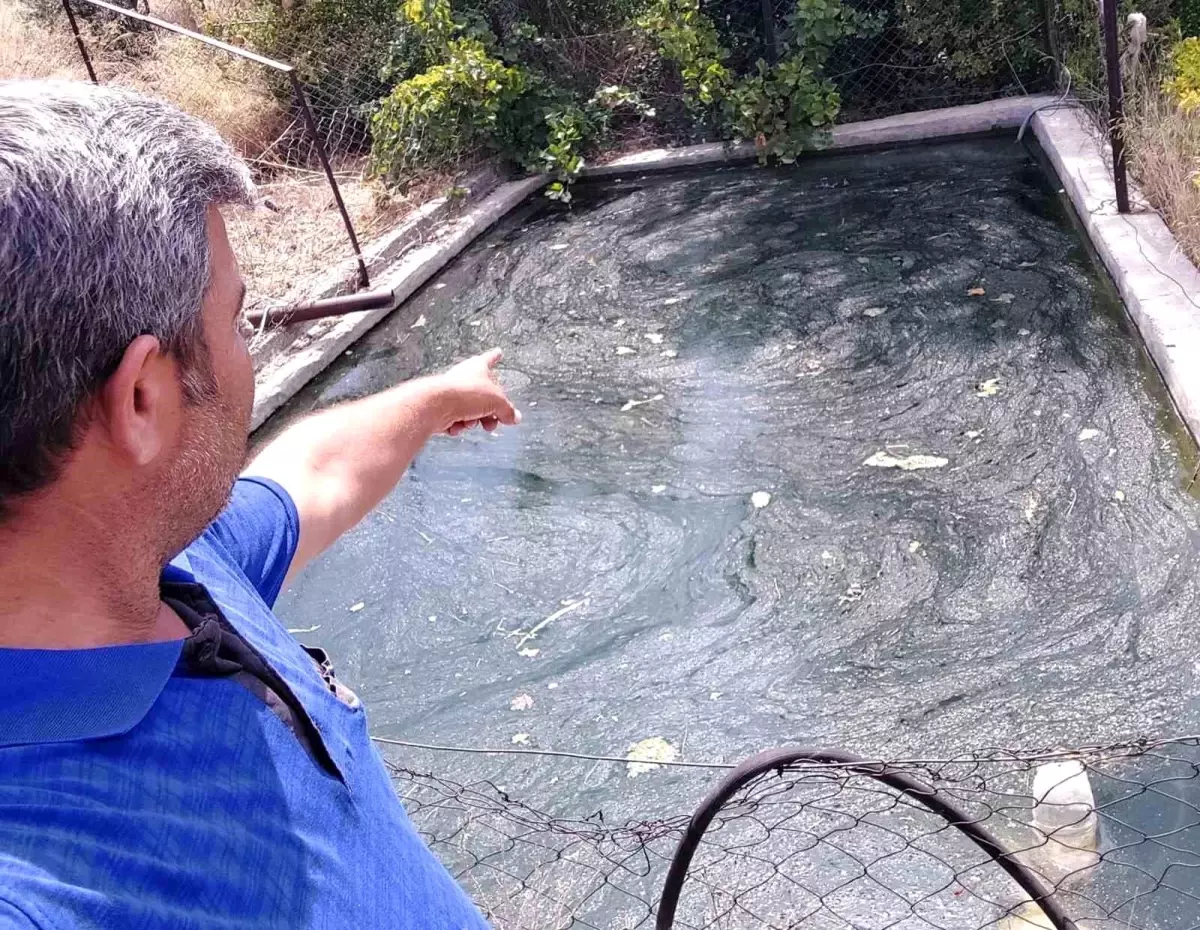 Mersin'de kara yılan ve fare kurtarıldı