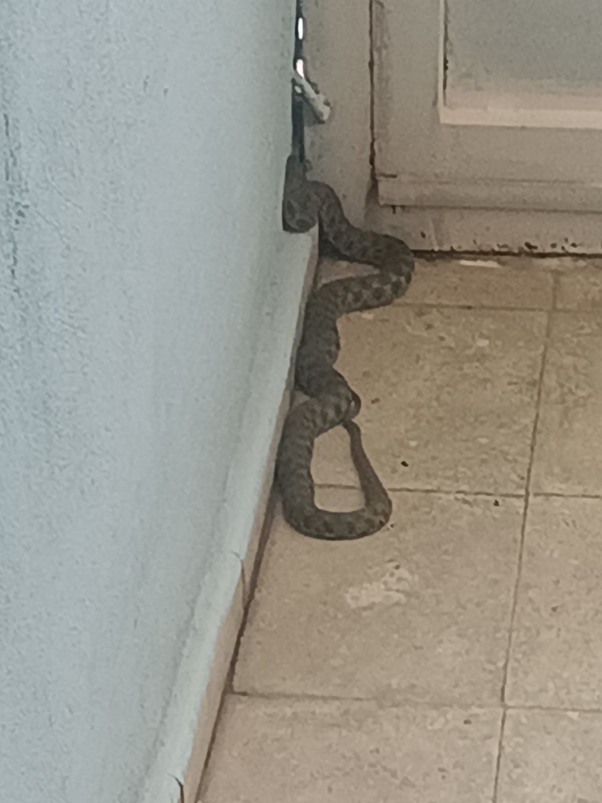Van'da Eve Giren Yılan İtfaiye Tarafından Yakalandı