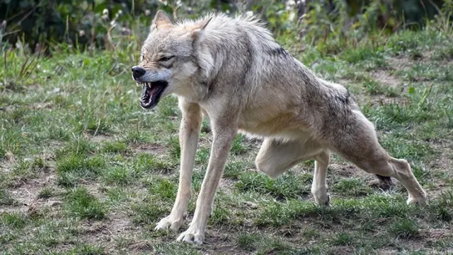 Wolf attacks in India: 10 people have lost their lives in the past 49 days.