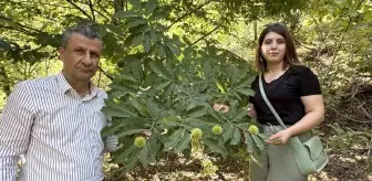 Hakkari'de çiftçi kestane yetiştiriyor