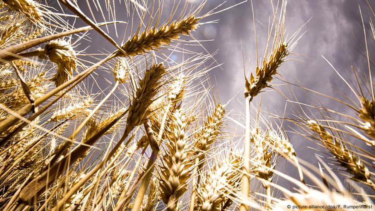 Almanya'da İklim Değişikliği Tarım Üzerindeki Etkilerini Artırıyor
