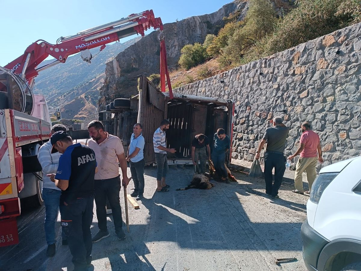 Bitlis'te TIR Devrildi: 100'e Yakın Koyun ve Keçi Öldü